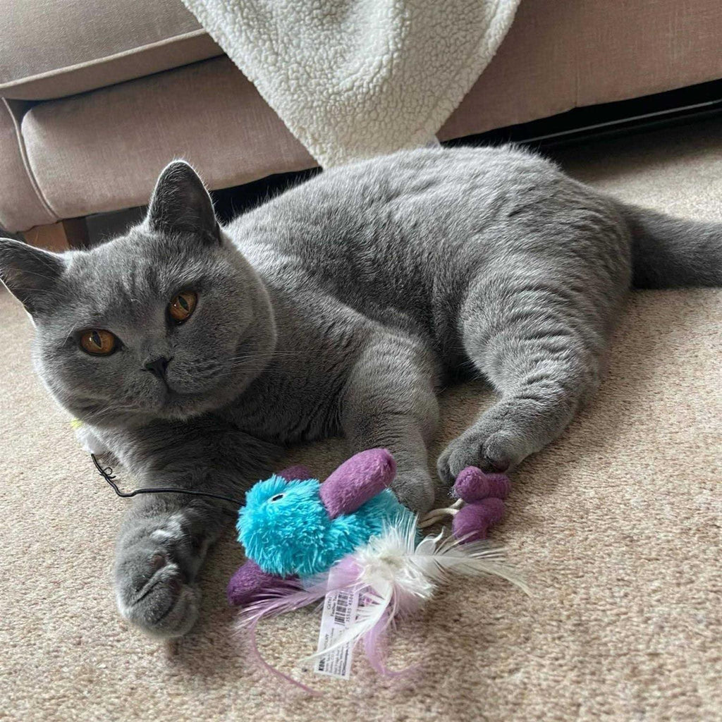 Cat Toy H646544