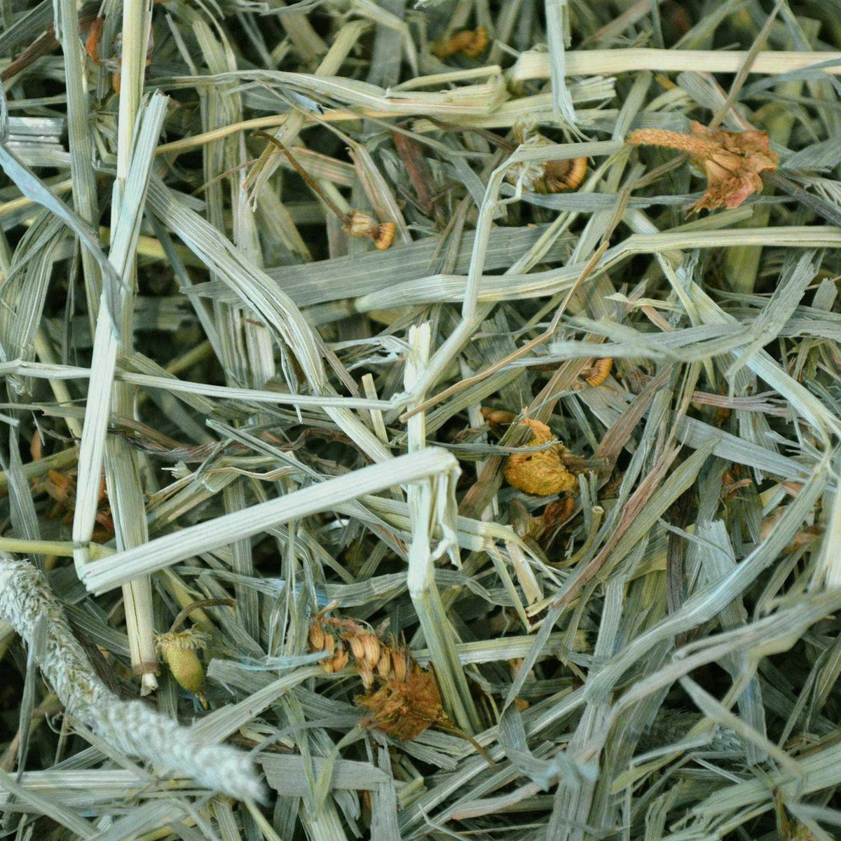 Botanical Hay C5014