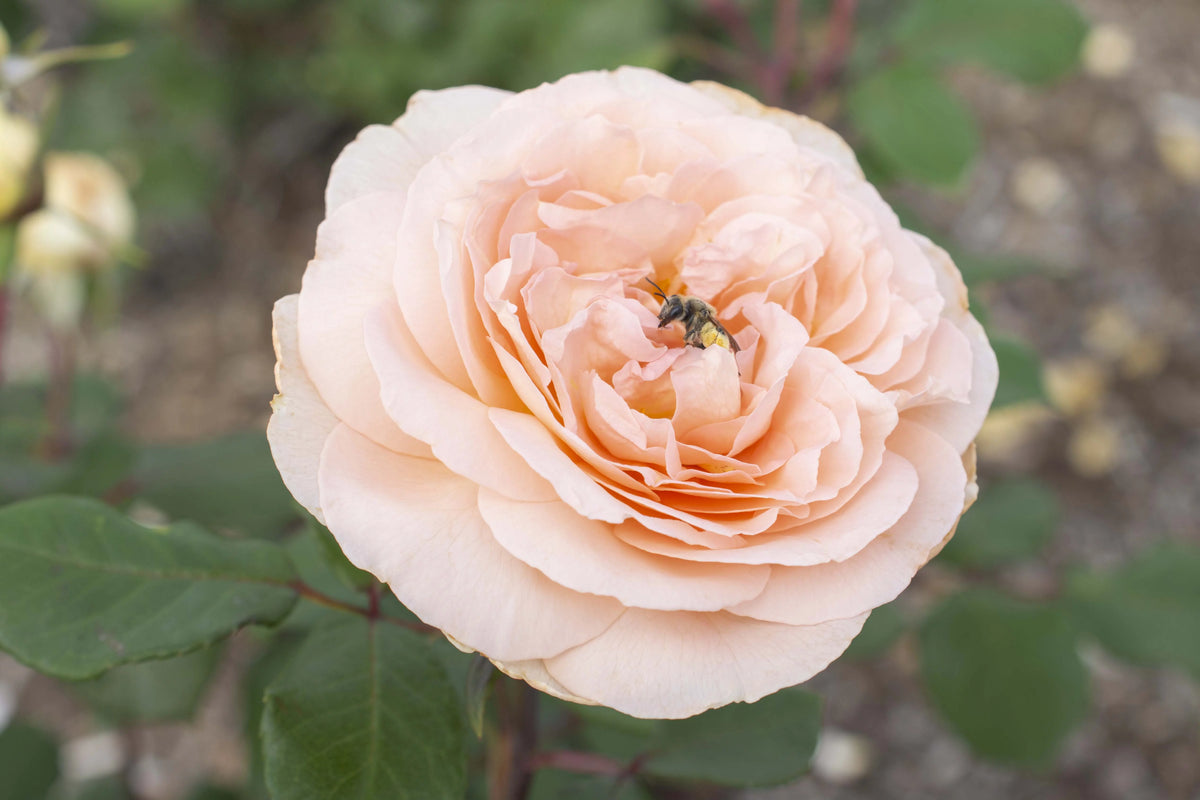 Hybrid Tea Rose Live Plants 2 Piece X7505