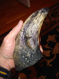 T-Rex Toe Claw Replica K52657