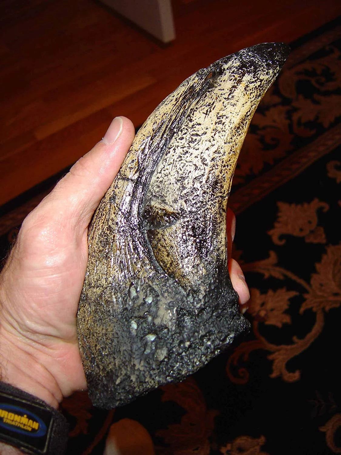 T-Rex Toe Claw Replica K52657