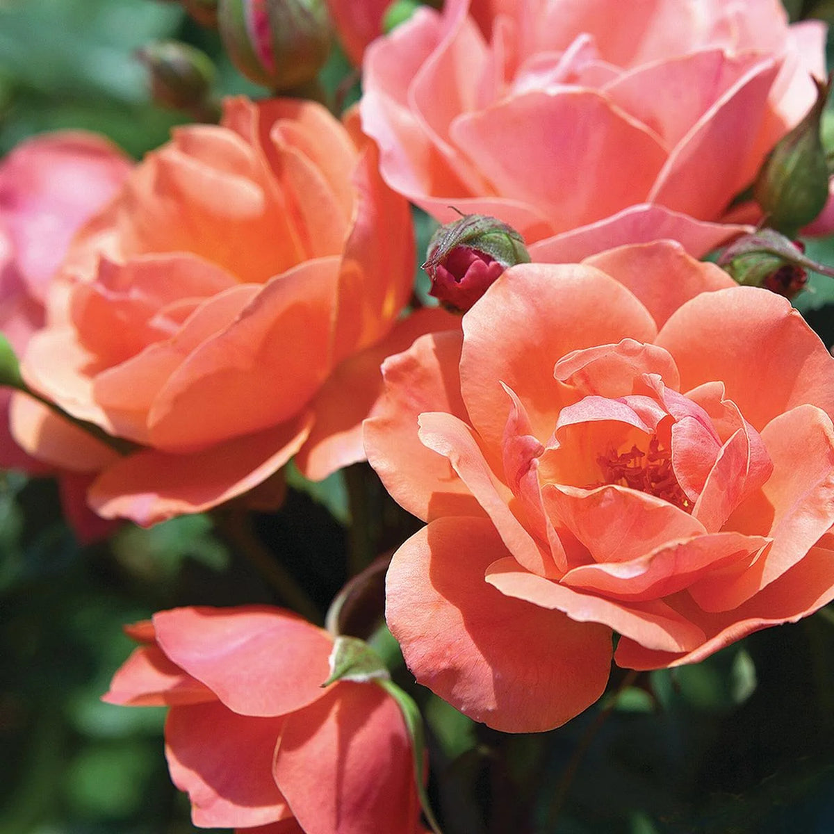 Rose Tree Form with Coral Flowers 3 Gallon Q3103