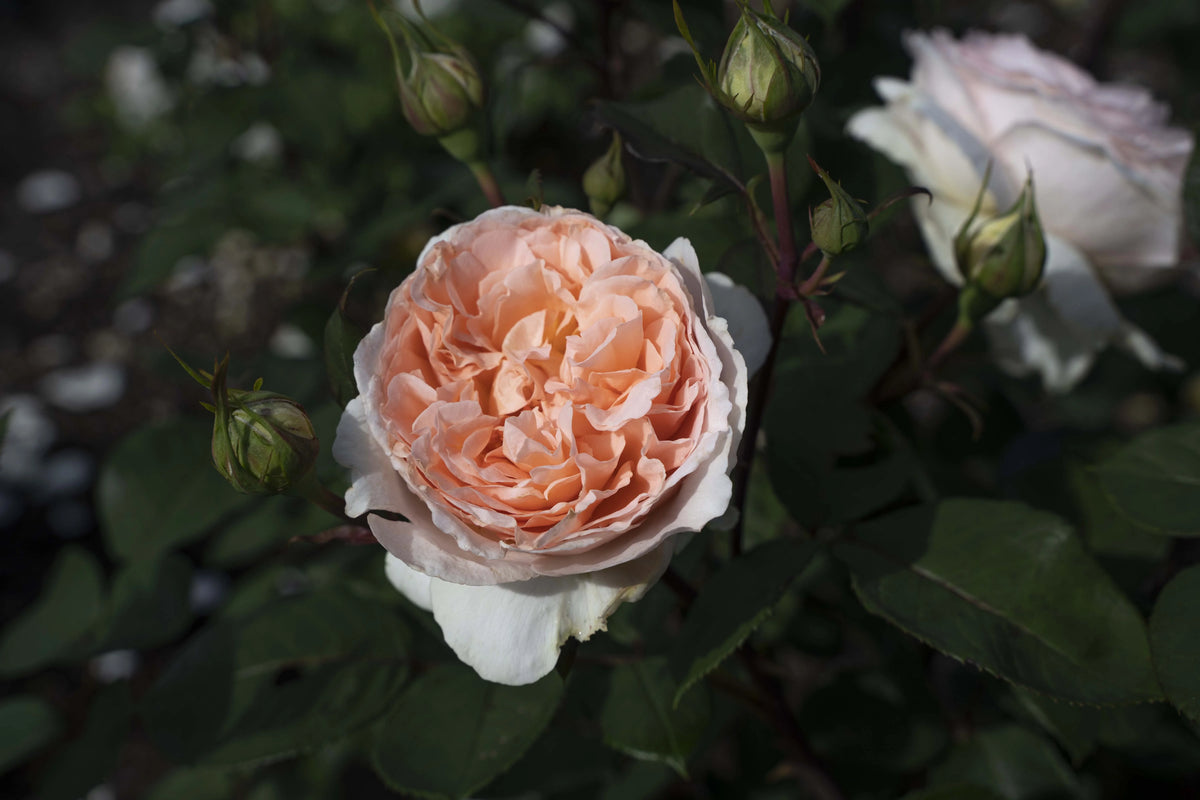 Hybrid Tea Rose Live Plants 2 Piece X7505