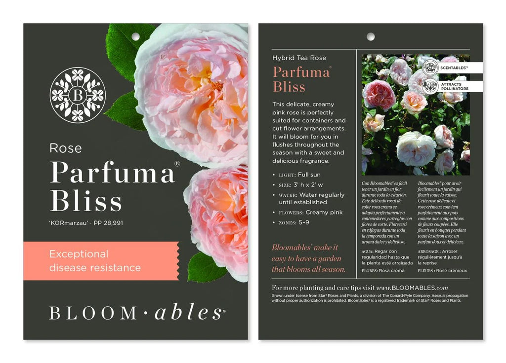 Hybrid Tea Rose Live Plants 2 Piece X7505