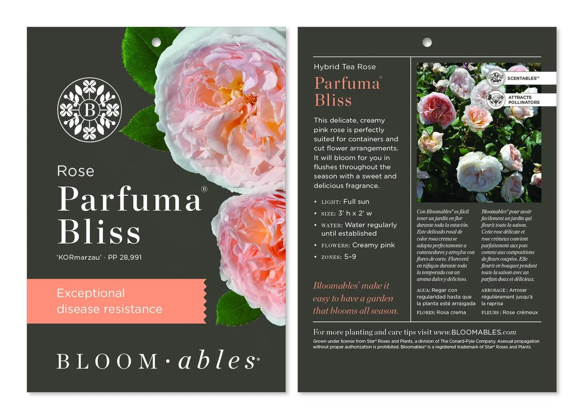Hybrid Tea Rose Live Plants 2 Piece X7505
