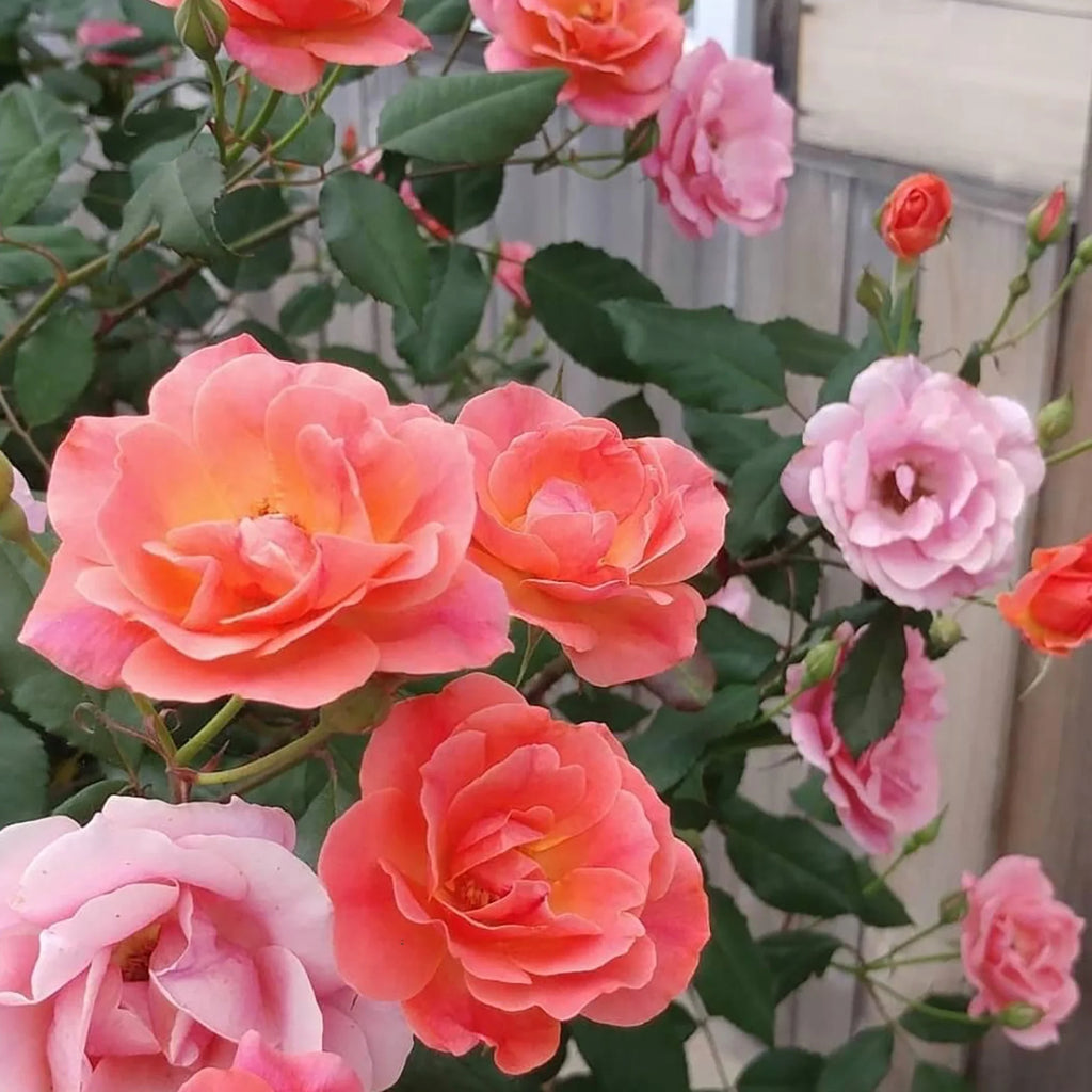 Rose Tree Form with Coral Flowers 3 Gallon Q3103