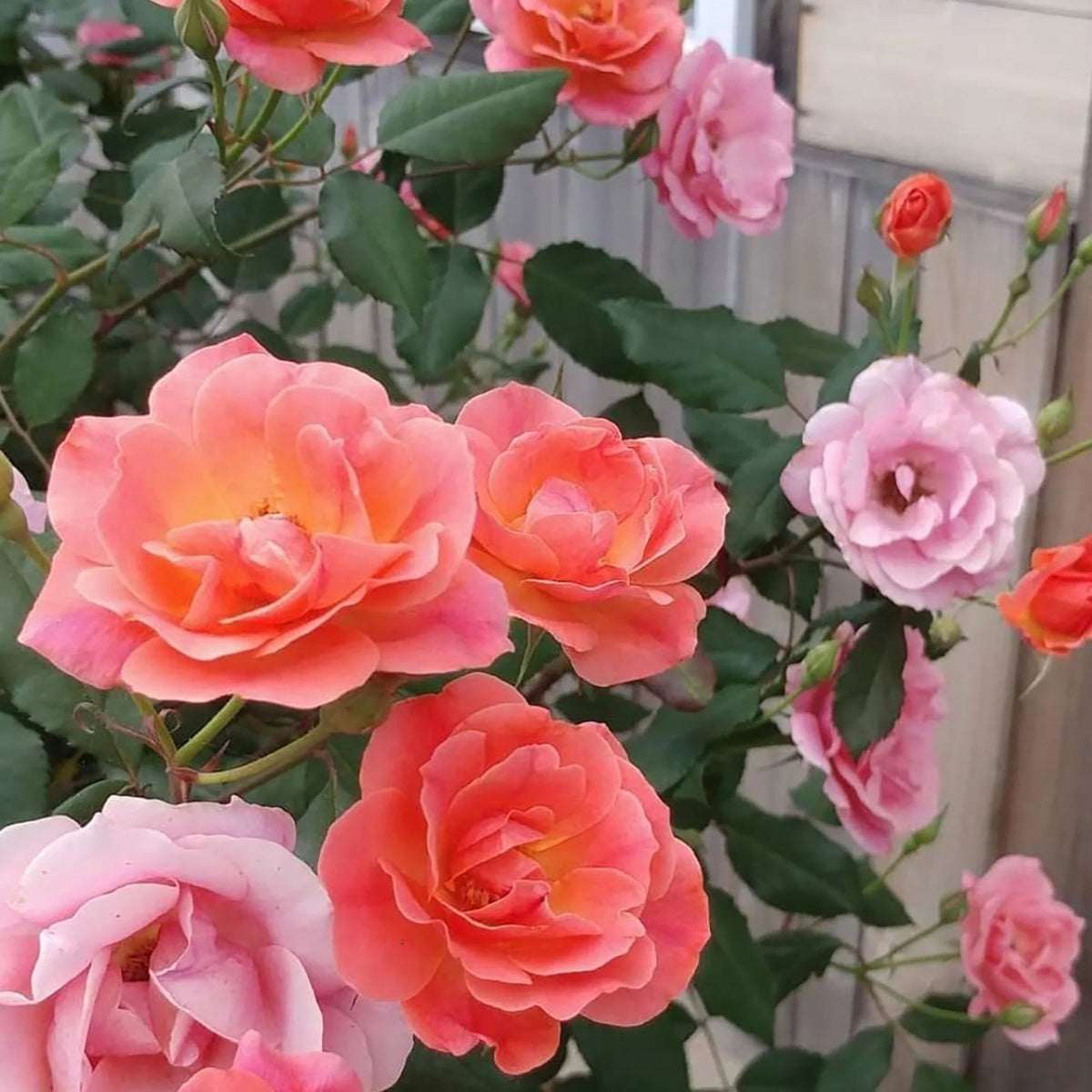 Rose Tree Form with Coral Flowers 3 Gallon Q3103