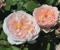 Hybrid Tea Rose Live Plants 2 Piece X7505