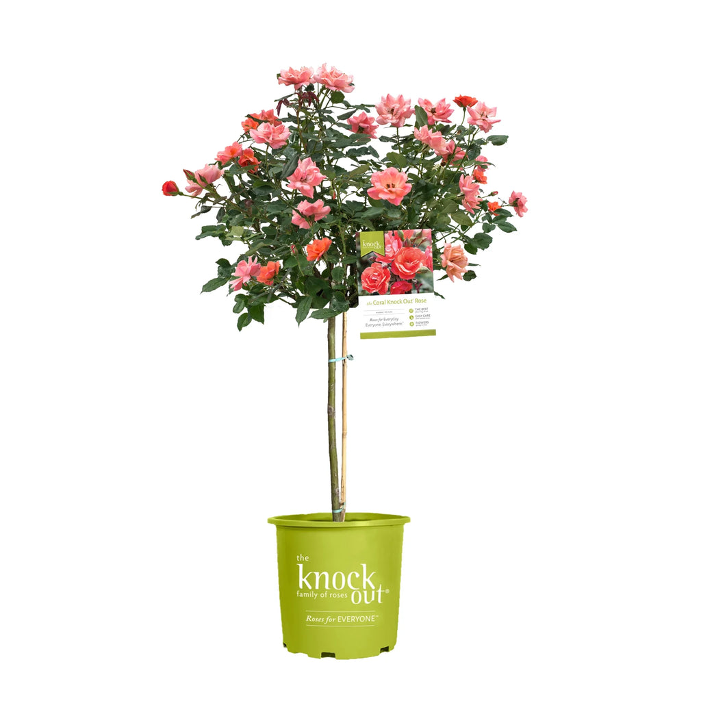 Rose Tree Form with Coral Flowers 3 Gallon Q3103