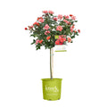 Rose Tree Form with Coral Flowers 3 Gallon Q3103