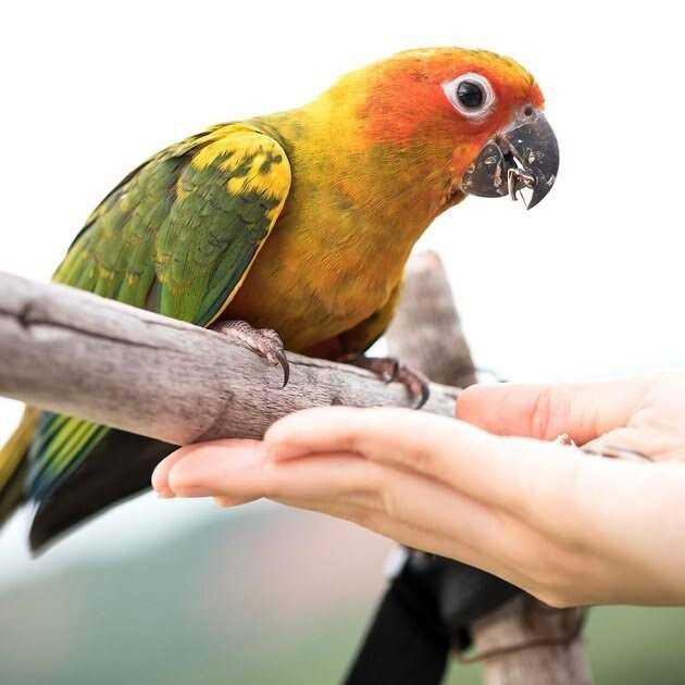 Universal Blend Birds Pet Supplies M492