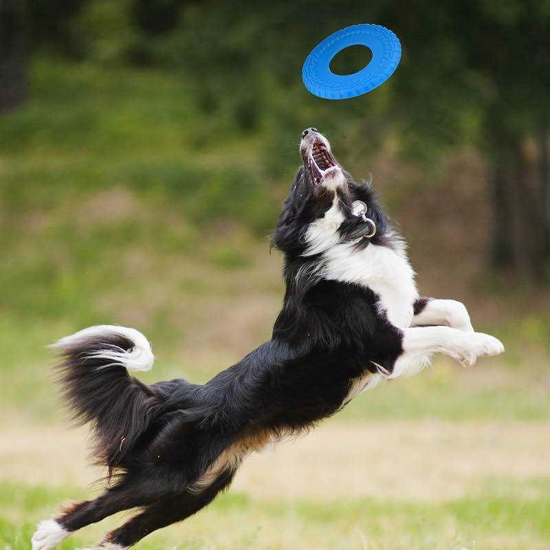Dog Toy S780657