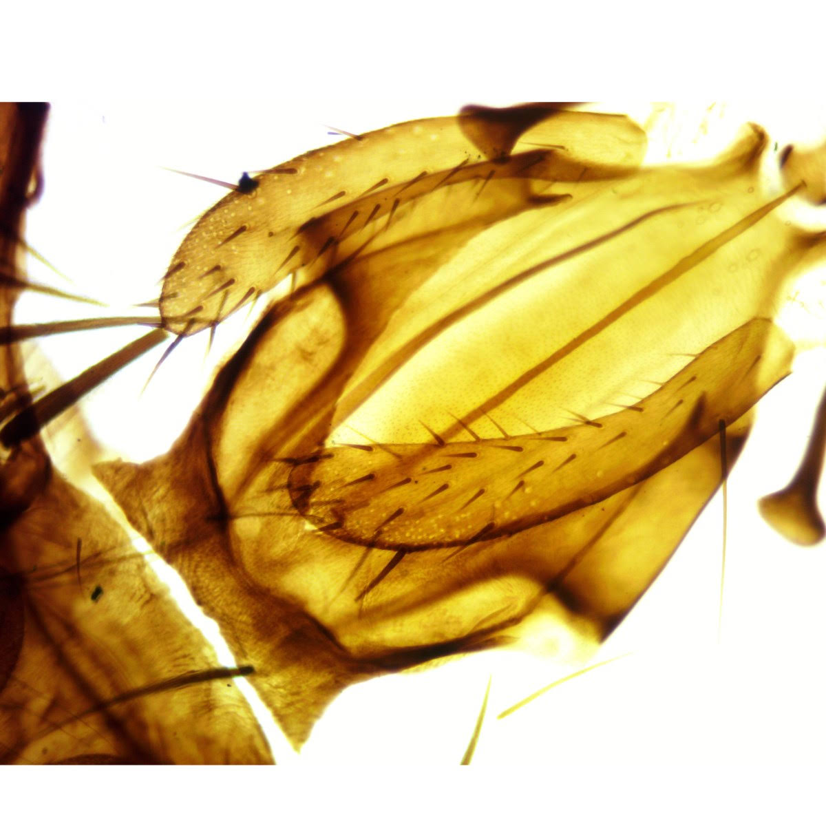 40X-2000X 10MP Digital Trinocular LED Biological Microscope R34425