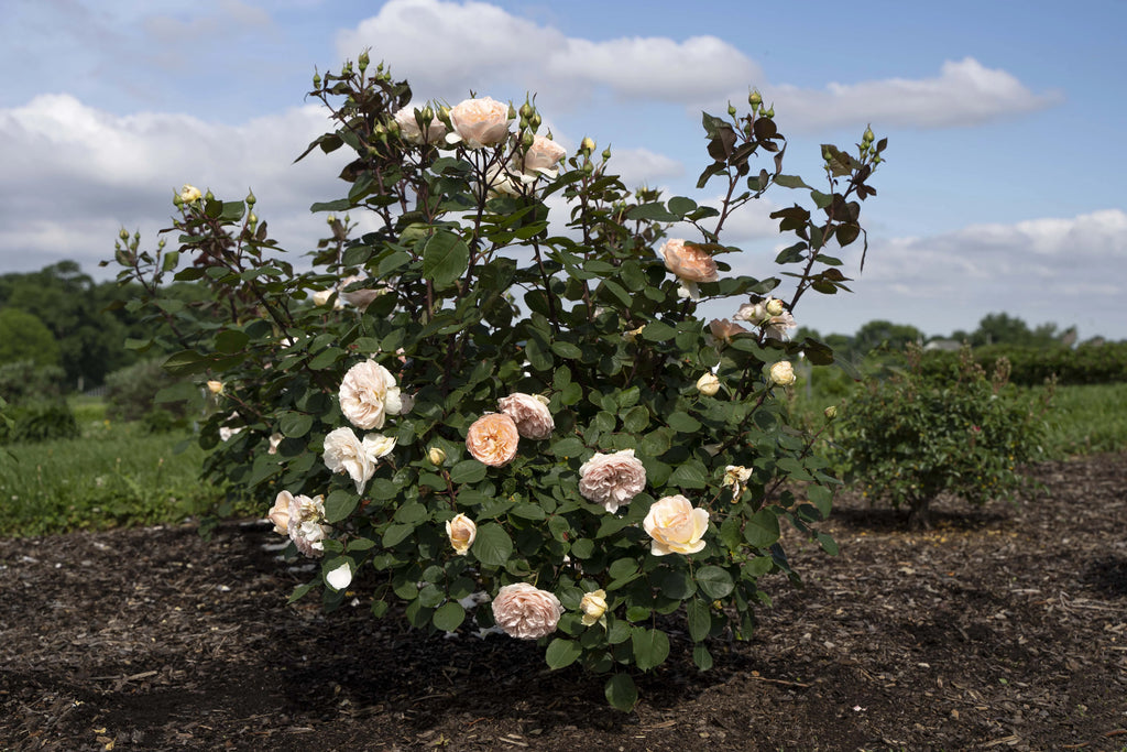 Hybrid Tea Rose Live Plants 2 Piece X7505