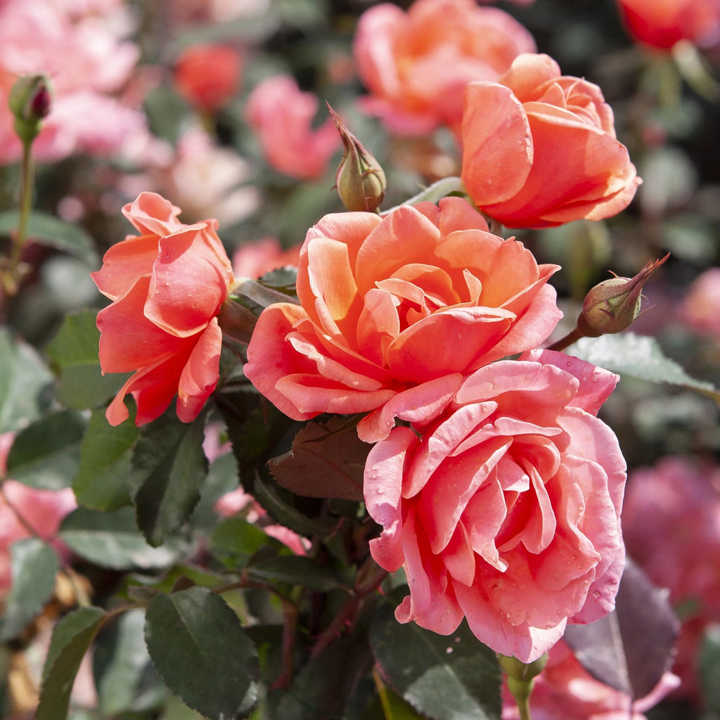 Rose Tree Form with Coral Flowers 3 Gallon Q3103