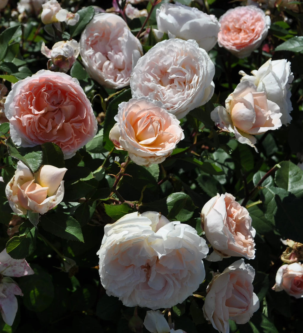 Hybrid Tea Rose Live Plants 2 Piece X7505