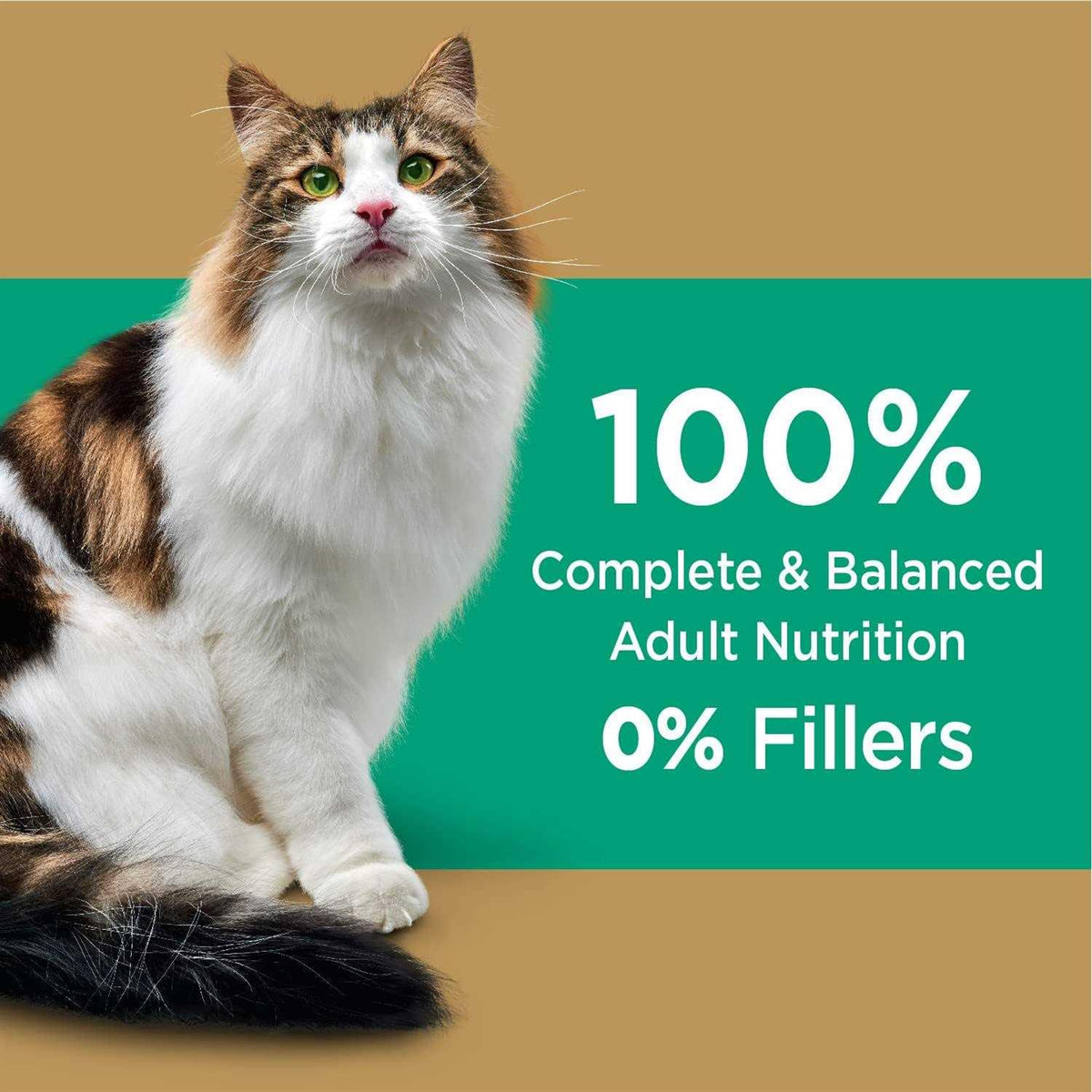 Salmon Adult Dry Cat Food B67554