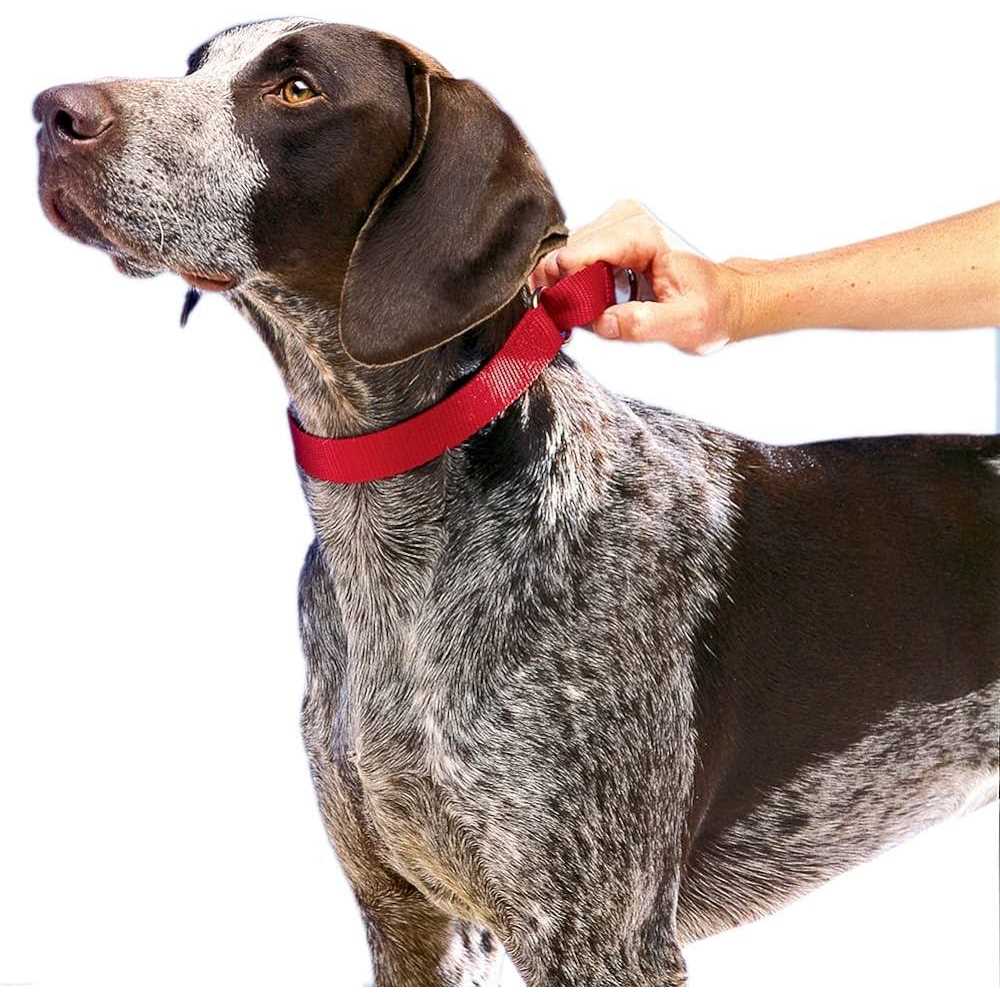 Martingale Collar V7372
